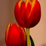 MALI3847